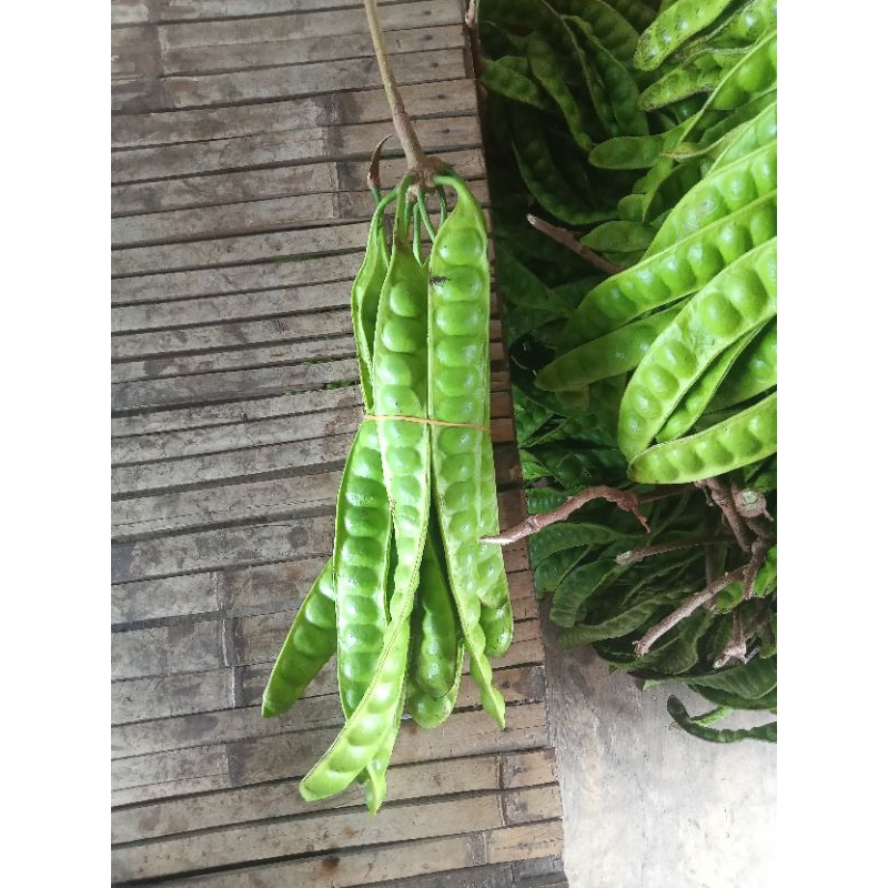 

pette 1 ikat isi 11 lonjor