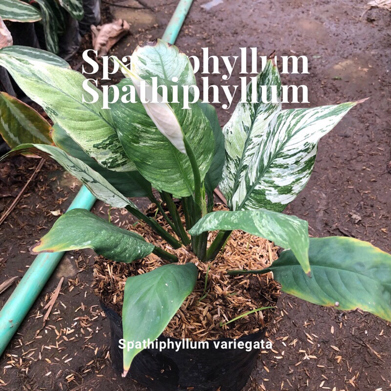 Tanaman Hias Bunga Peace Lily variegata / Sepatu Filum variegata