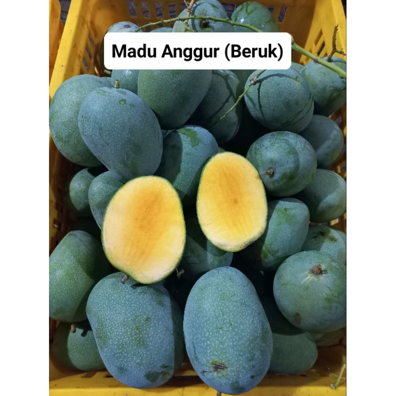 

mangga madu anggur..