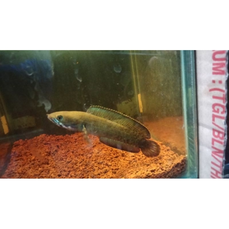 Baby Channa Andrao Gondrong  (3-4cm)