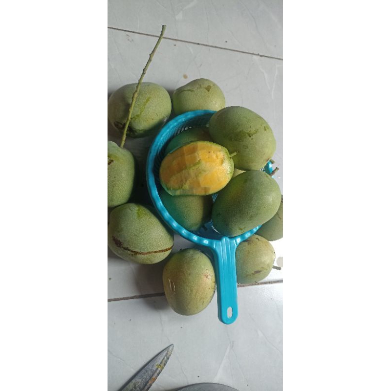 

mangga muda 1 kg