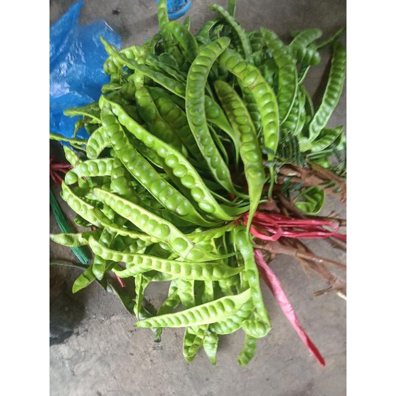 

1 iket isi 30 lonjor