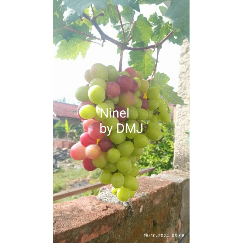 Entres Anggur import Ninel