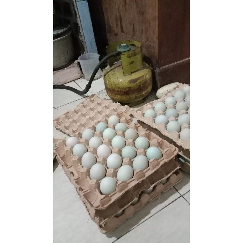 

TELUR ASIN MASIR POLL