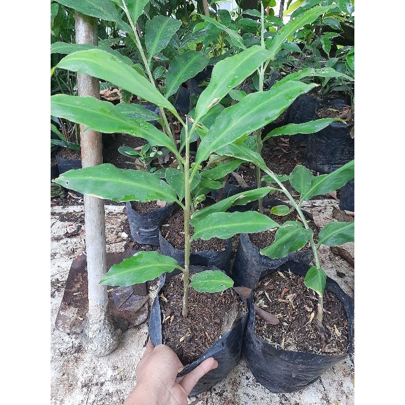 Tanaman herbal lempuyang pohon lempuyang