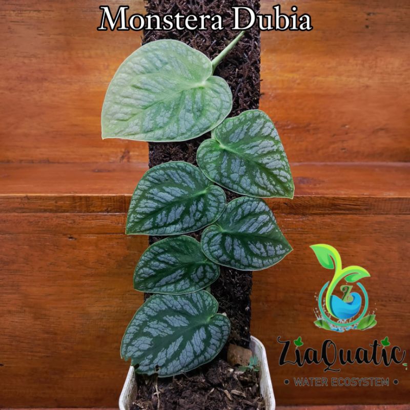 Monstera Dubia - Tanaman Hias Indoor/Outdoorplant