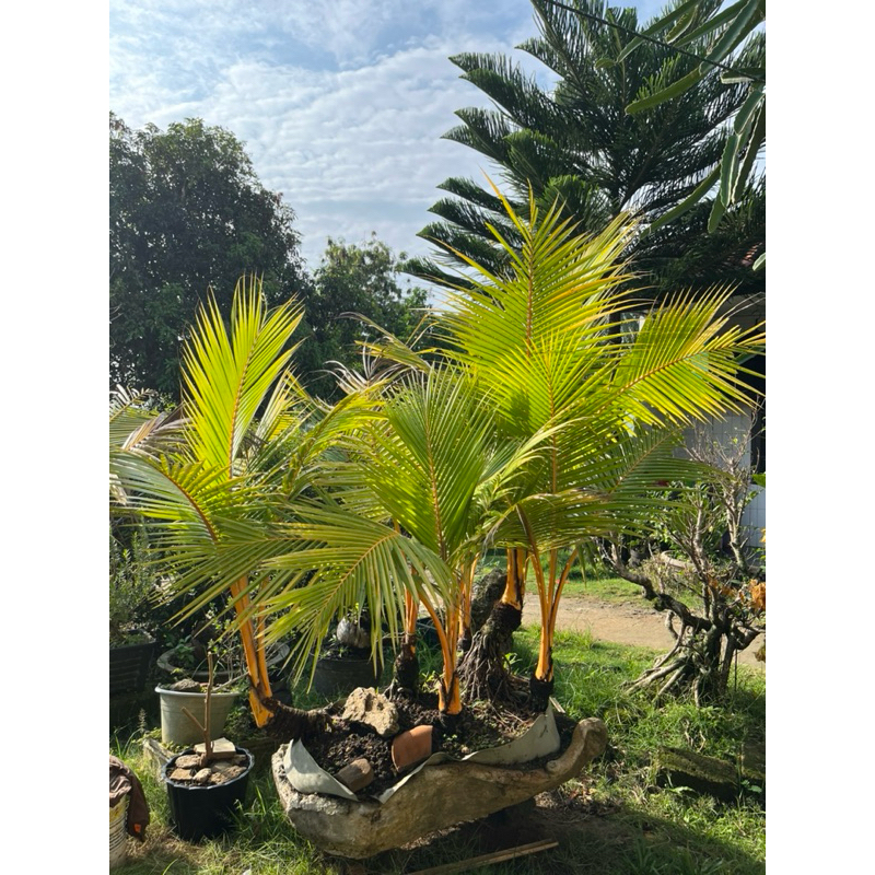 grouping bonsai kelapa (panorama)