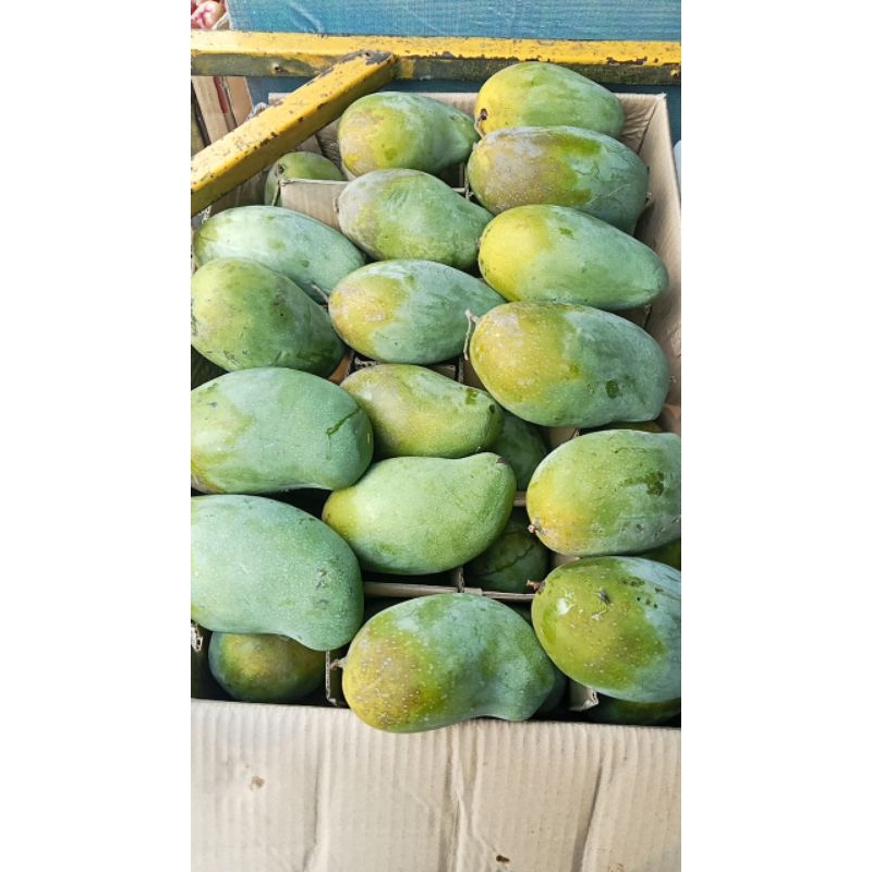 

mangga alpukat