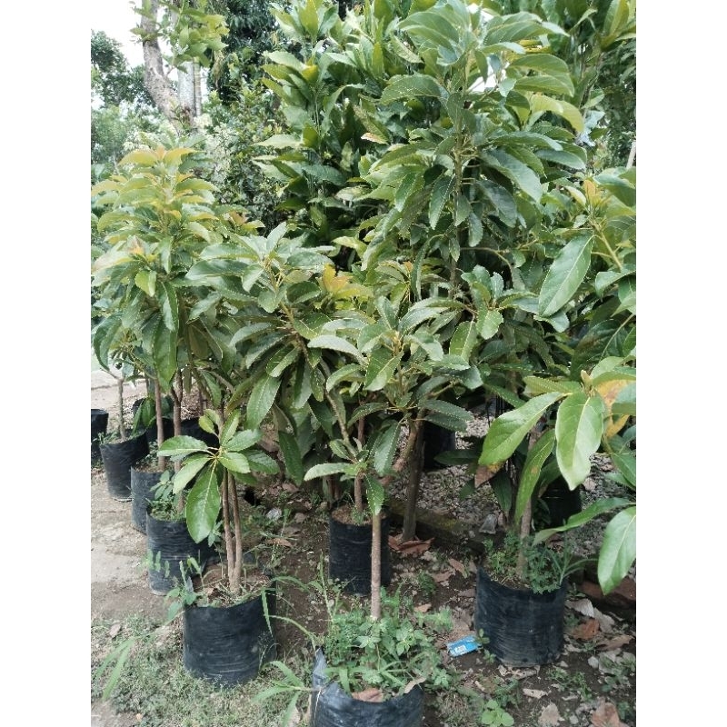 Bibit Alpukat Miki Batang Besar Full Media