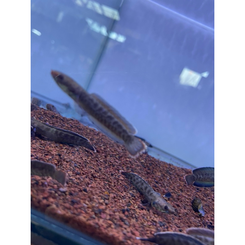 Andrao -+8cm New Stock