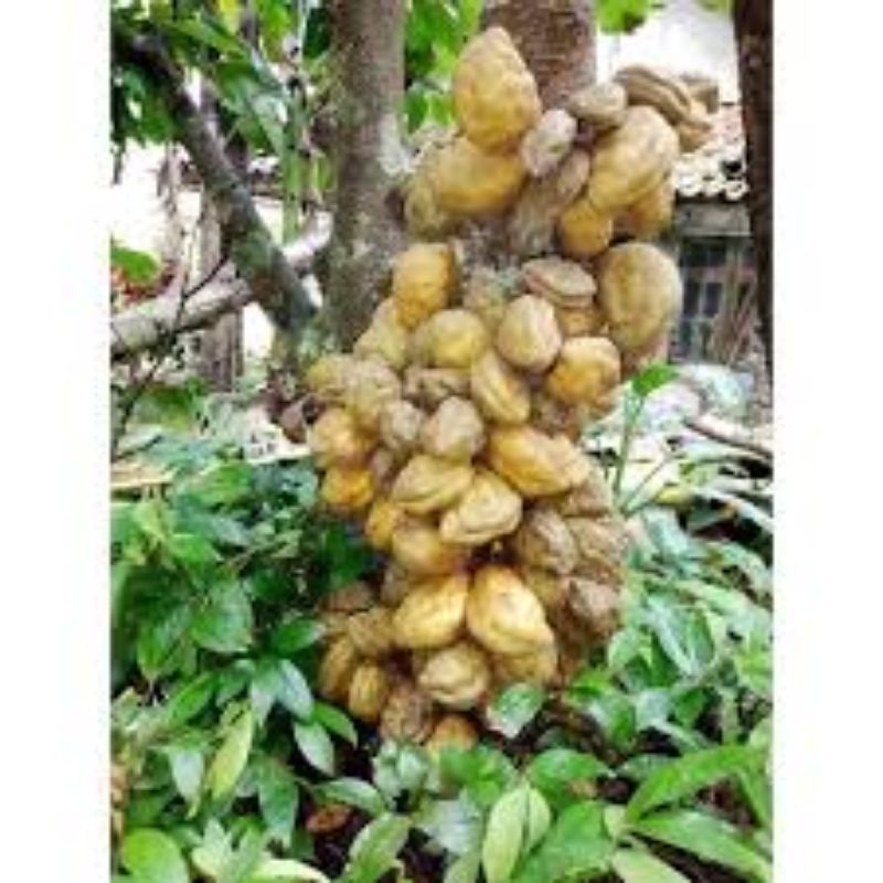 

Buah nam nam (pukih) segar dan fresh per 1 buah