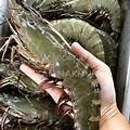 

Udang pancet super 500 gr