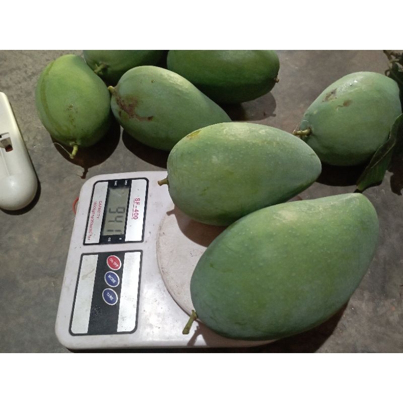

MANGGAGADUNG#HARUMMANIS#KUALITASSUPER#400GRAM