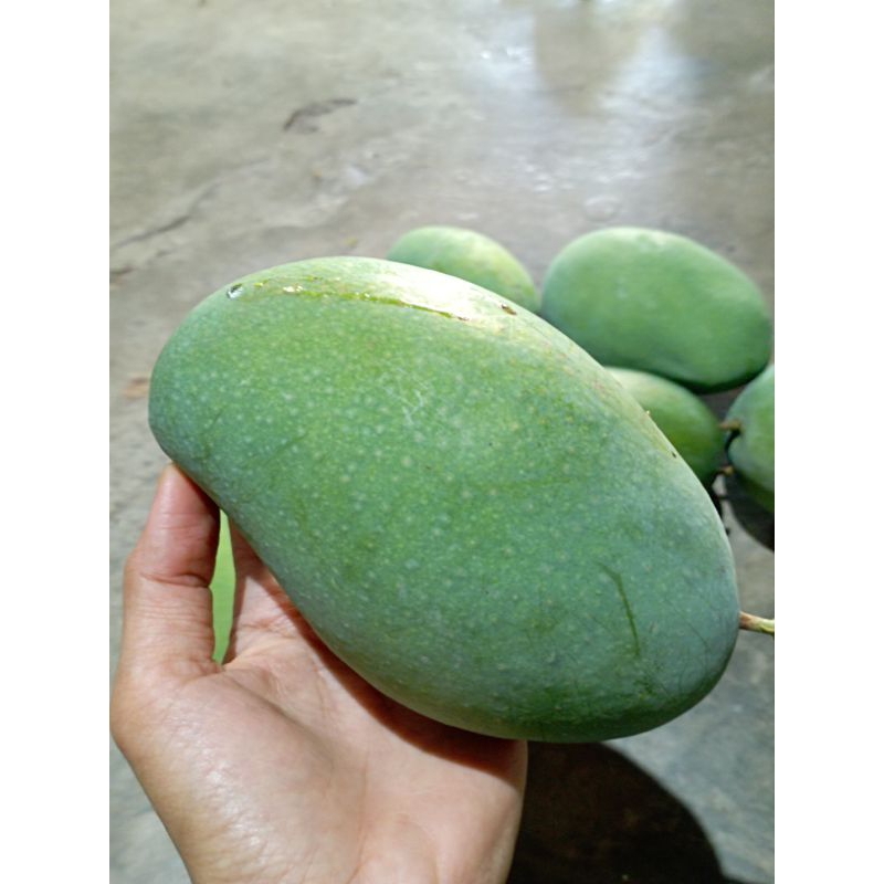 

MANGGAGADUNG#HARUMMANIS#BERATSEKITAR#900GRAM