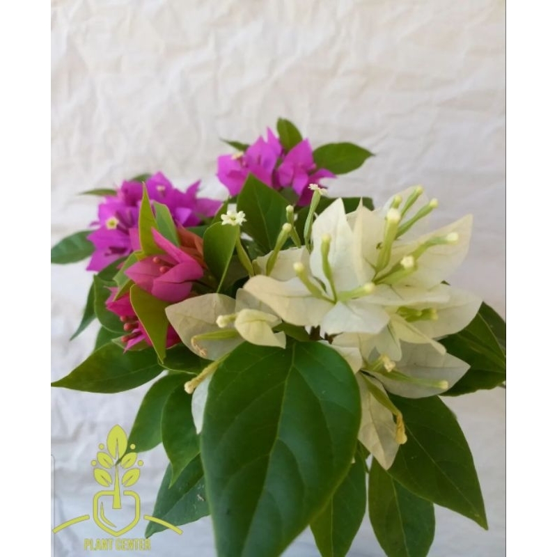 Tanaman Hias Bunga Bougenville Singapore 3 Warna Mix Fanta Ungu Putih - Pohon Bunga Bougenville - Bu