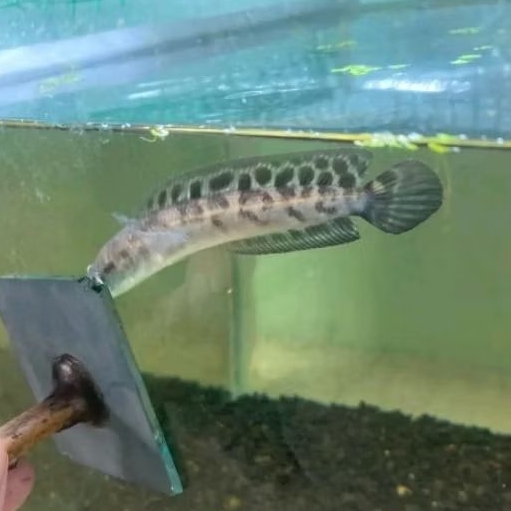 (Batik) Maru yellow sentarum bahan Batik