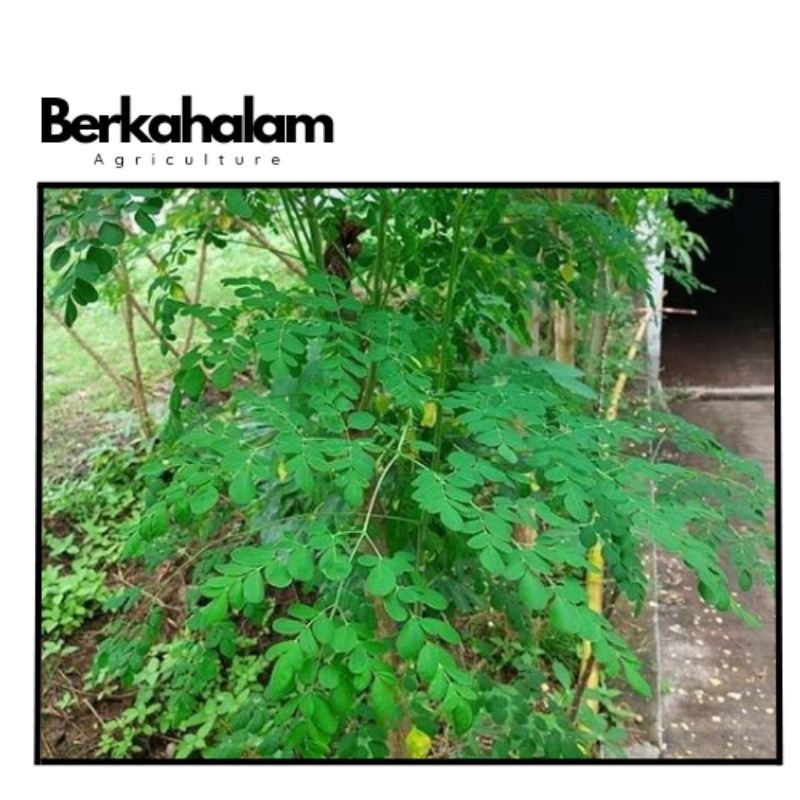 

daun kelor segar siap krim