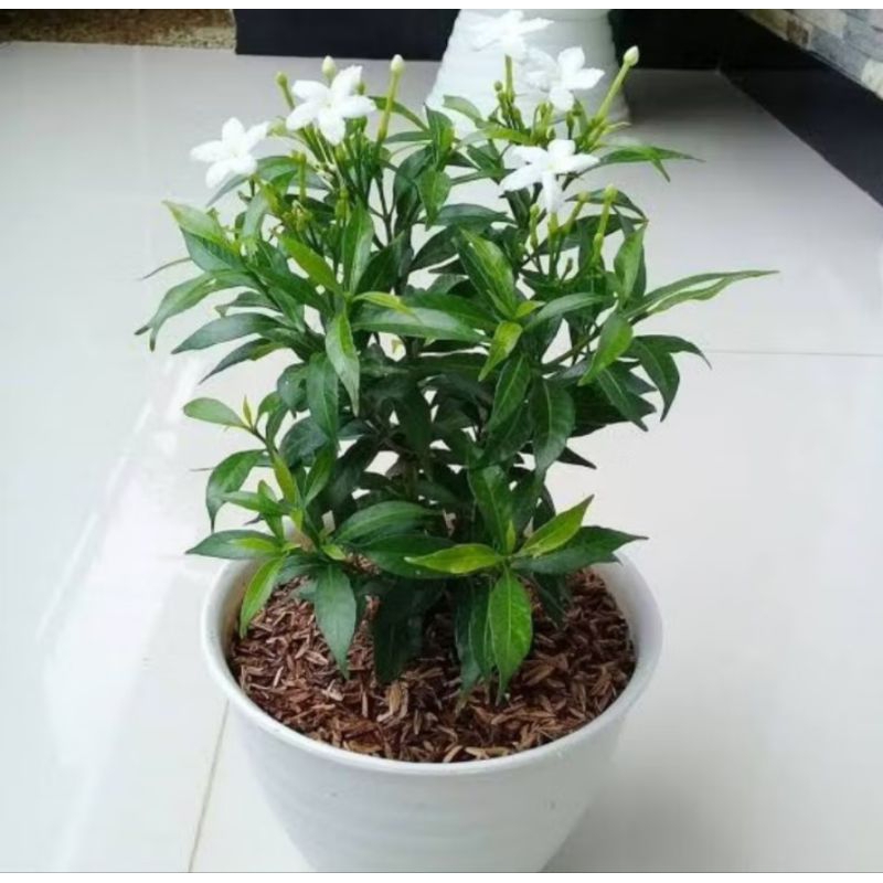 Tanaman Rombusa mini bunga putih / Rombusa hijau