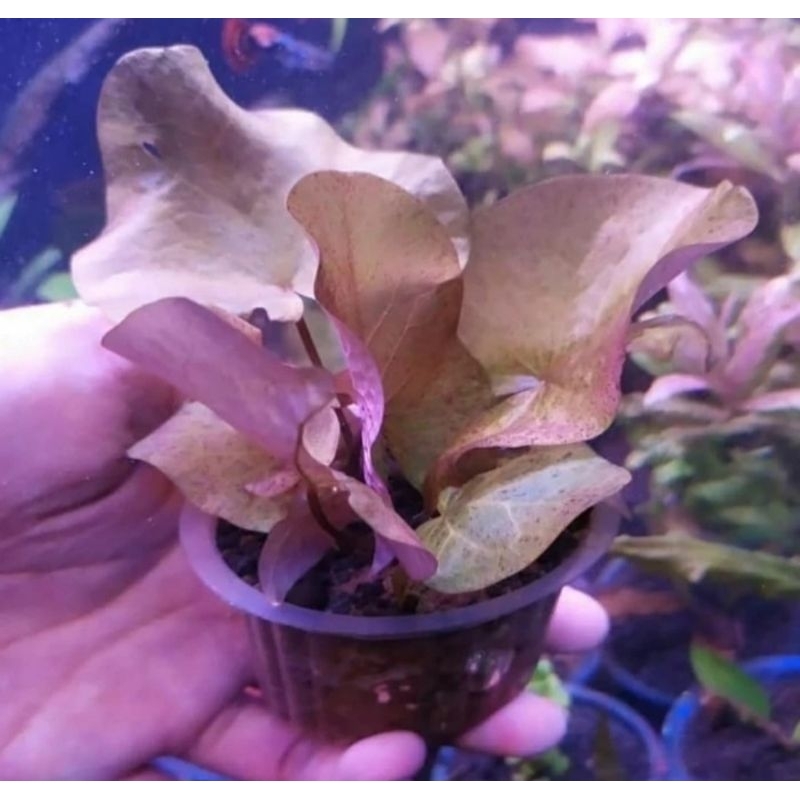 Lotus rubra , tiger lotus green oren , lotus pink , nymphaea