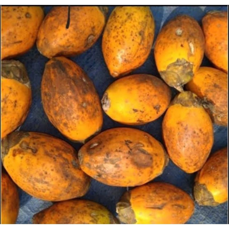 

Buah pinang Tua Jambe 1kg Bersih Gelotokan