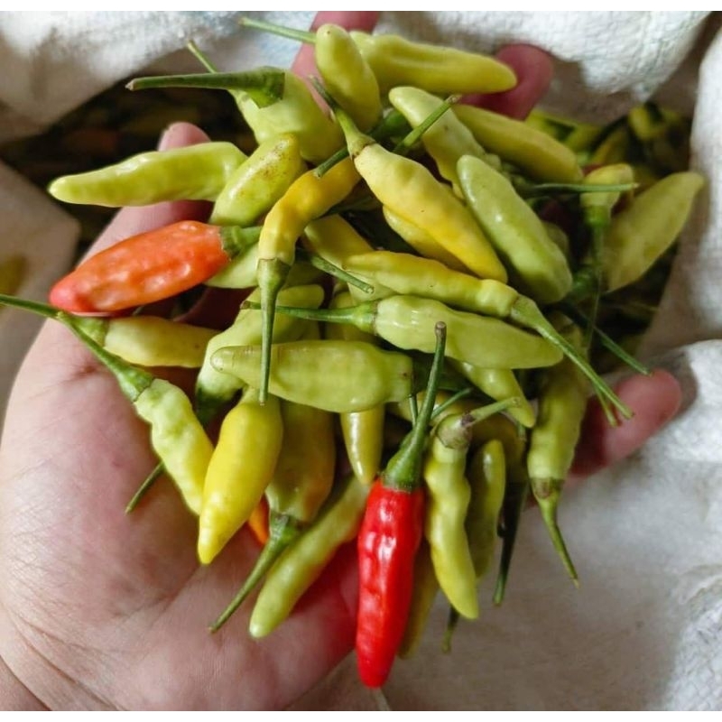 

CABE RAWIT NDESO 1KG