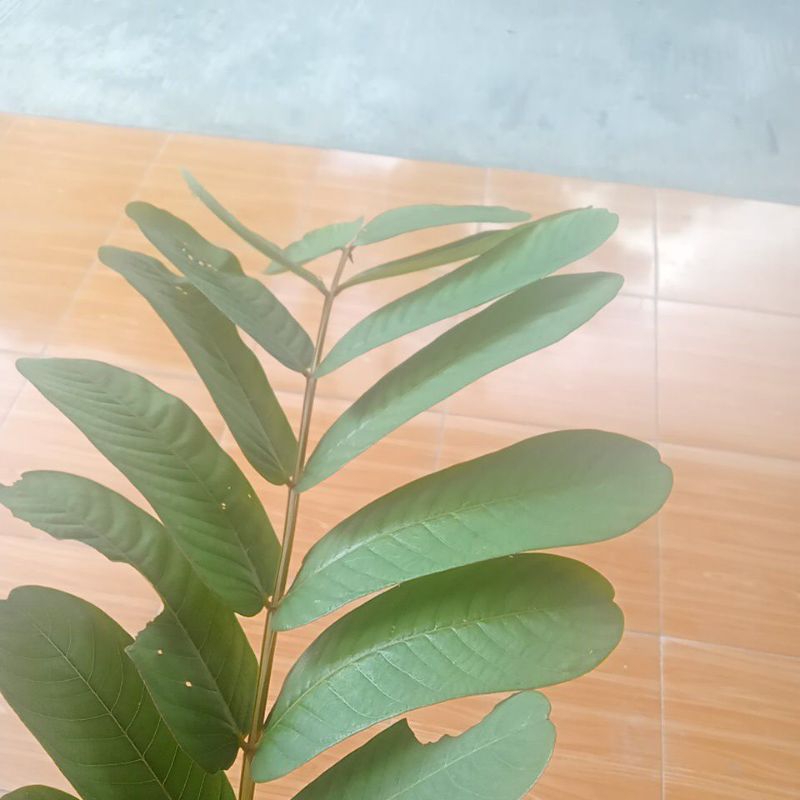 

daun kimanila