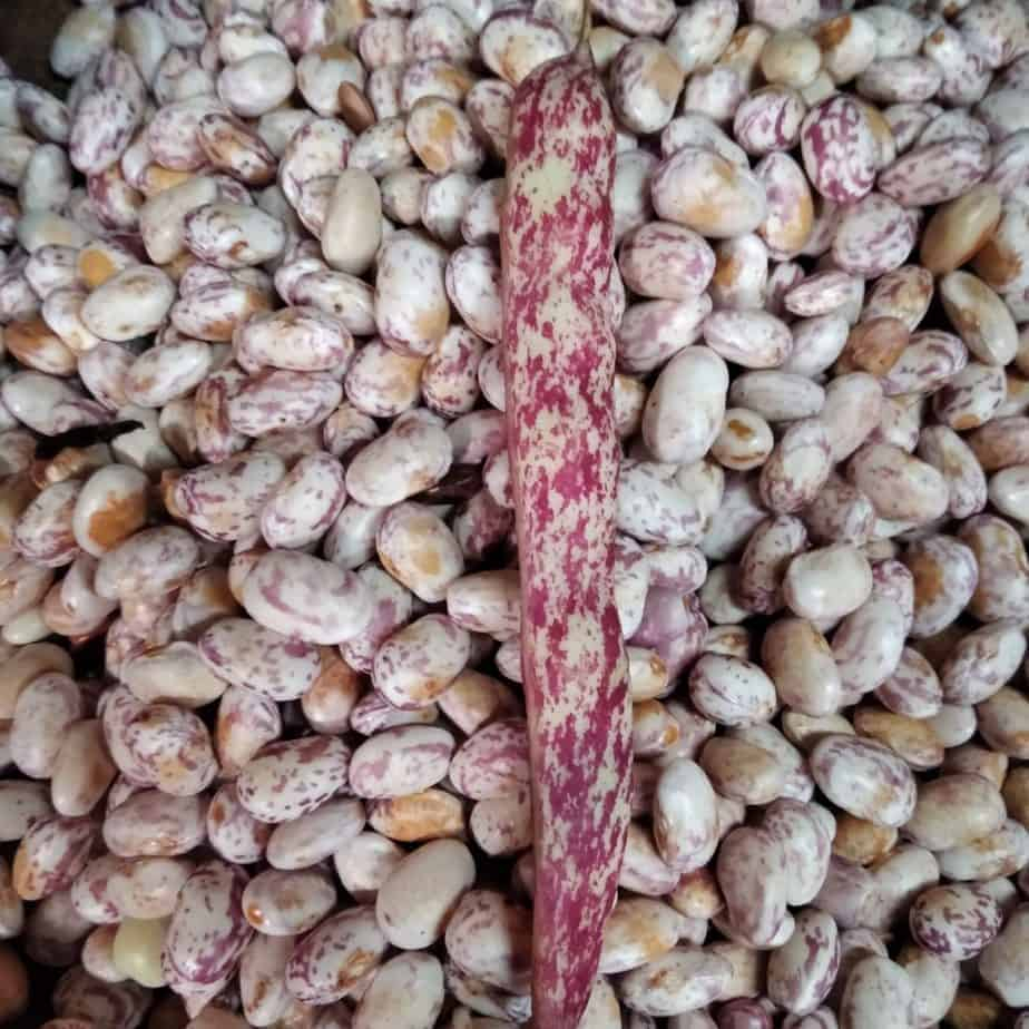 

Kacang Endul