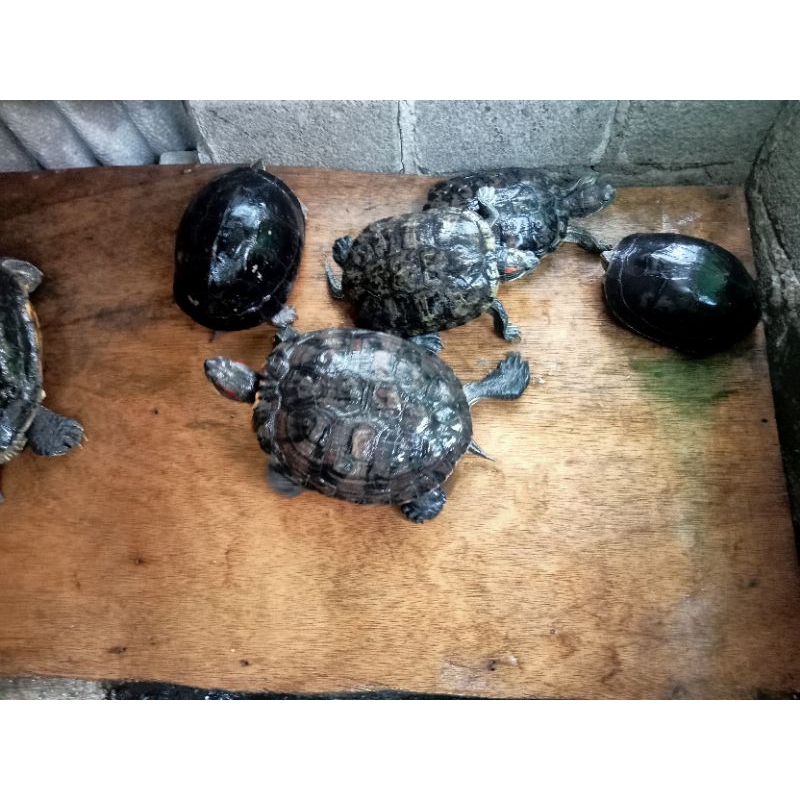 Kura kura ambon indukan murah