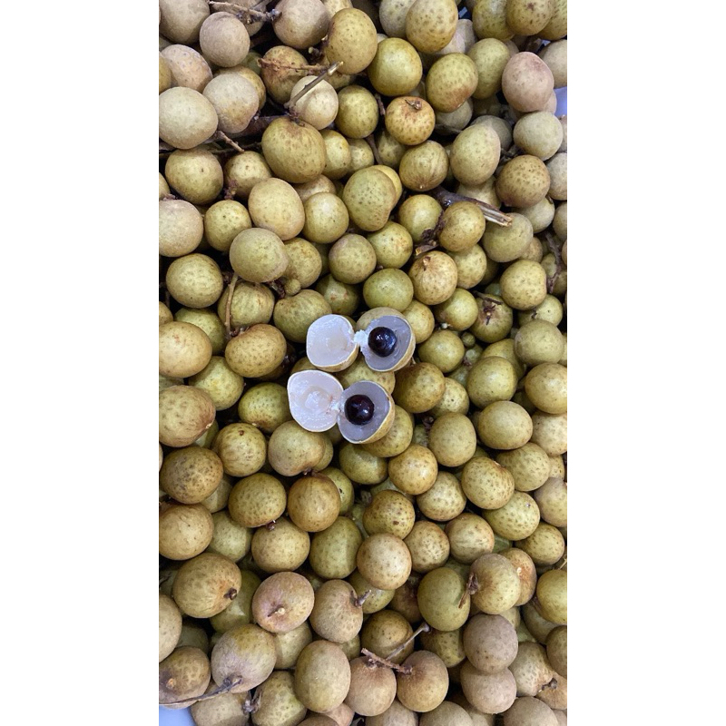 

lengkeng fresh pontianak