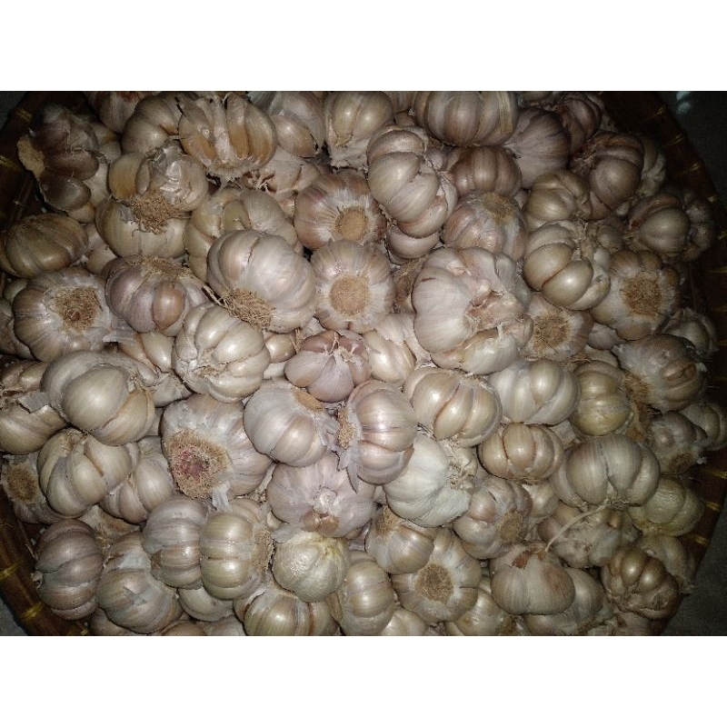 

bawang putih sinco berat 500 gr
