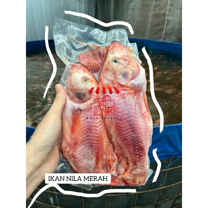 

Ratu Belanja - Ikan Nila Merah Premium Segar - bersih / Nila Beku / Ikan Nila / Frozen Nila Merah 1 KG