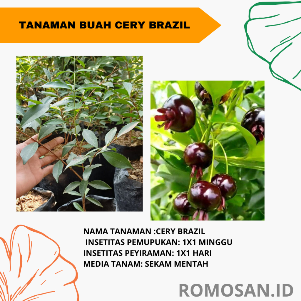 Bibit Tanaman Buah Ceri Brazil / Cerry Brazil Import -bibitbunga-romosan.id