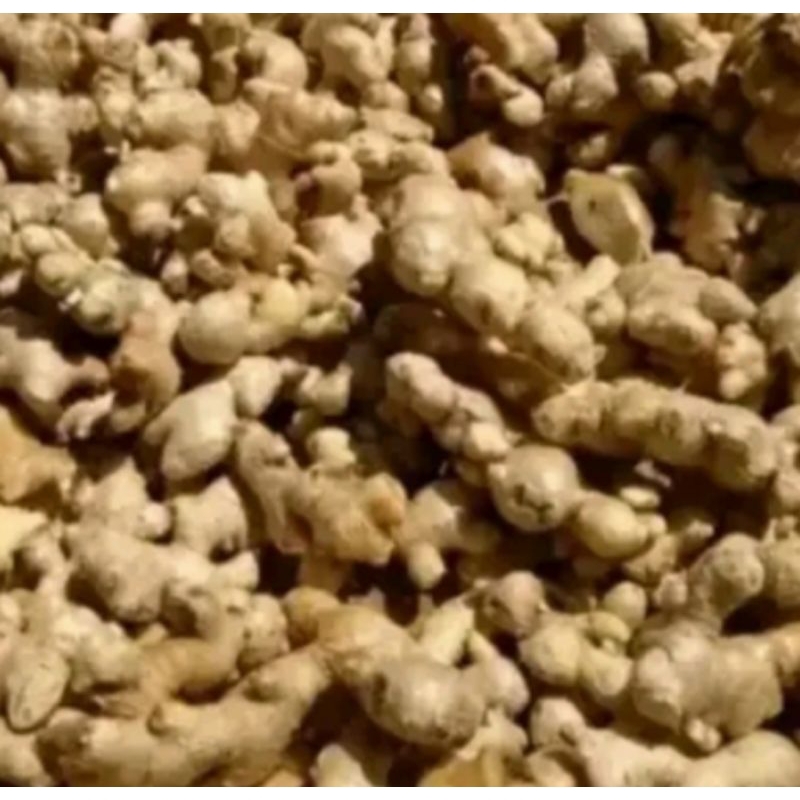 

jahe emprit jahe kecil