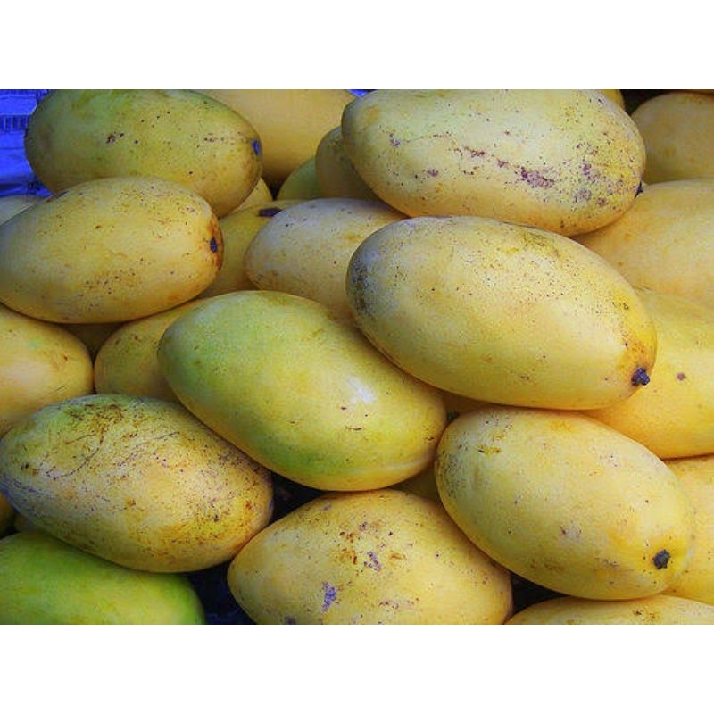 

MANGGA PODANG ASLI INDRAMAYU 1KG