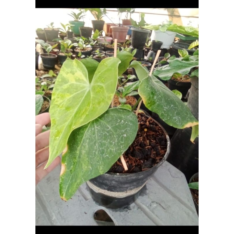 anthurium Clarinervium varigata mewah ( daun tebal)