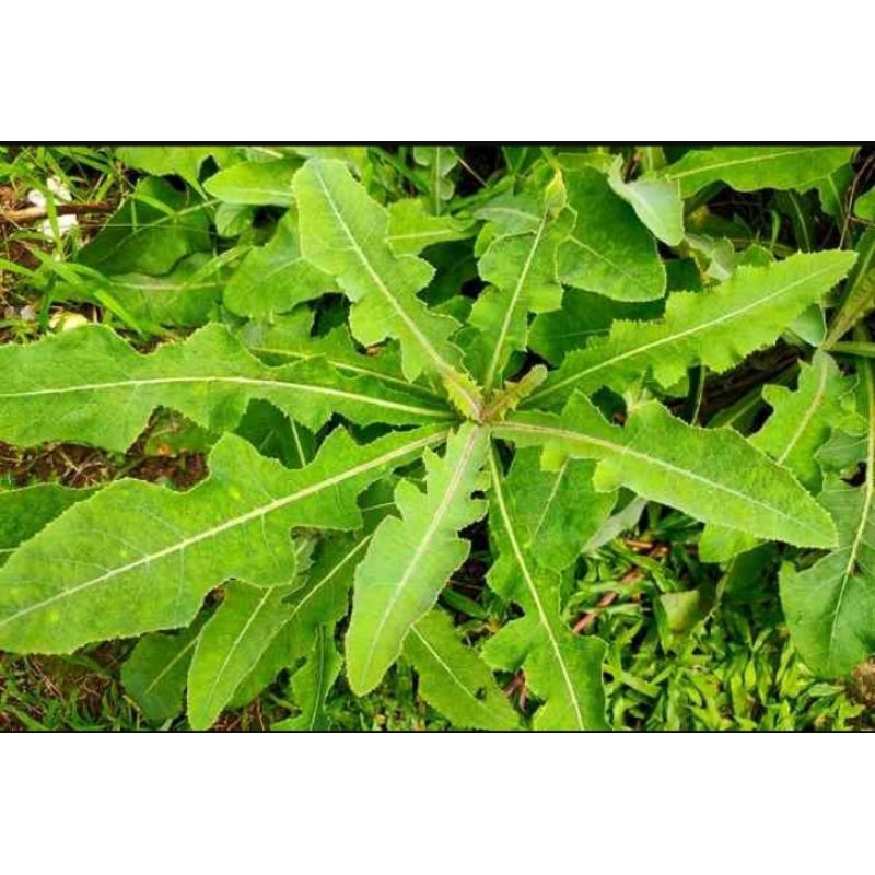 

1kg DAUN TEMPUYUNG SEGAR MENJAGA TEKANAN DARAH