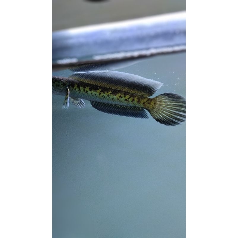 

Kardus pelet auranti