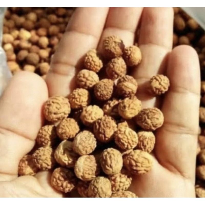 Biji bibit bidara Tanaman Buah bidara BIJI original