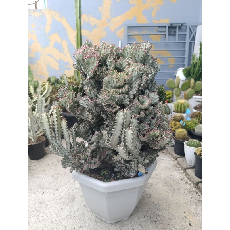 Euphorbia Lactea Cristata Silver |Pot 45 cm | TANAMAN HIAS