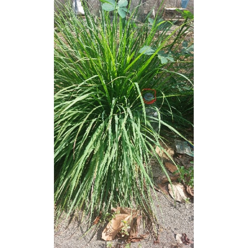 

daun serai 1 ikat isi (6-7) batang