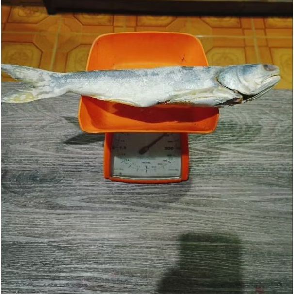 

Ikan Asin Senangin Besar Khas Bagan Riau