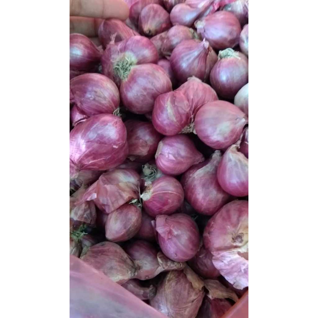 

Bawang Merah Probolinggo | No.2 Besar Tanggung | Kering
