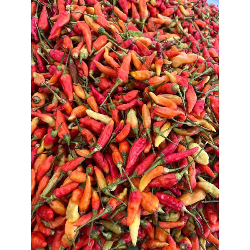 

Cabe Rawit Merah Ori - 100gr / 250gr / 500gr