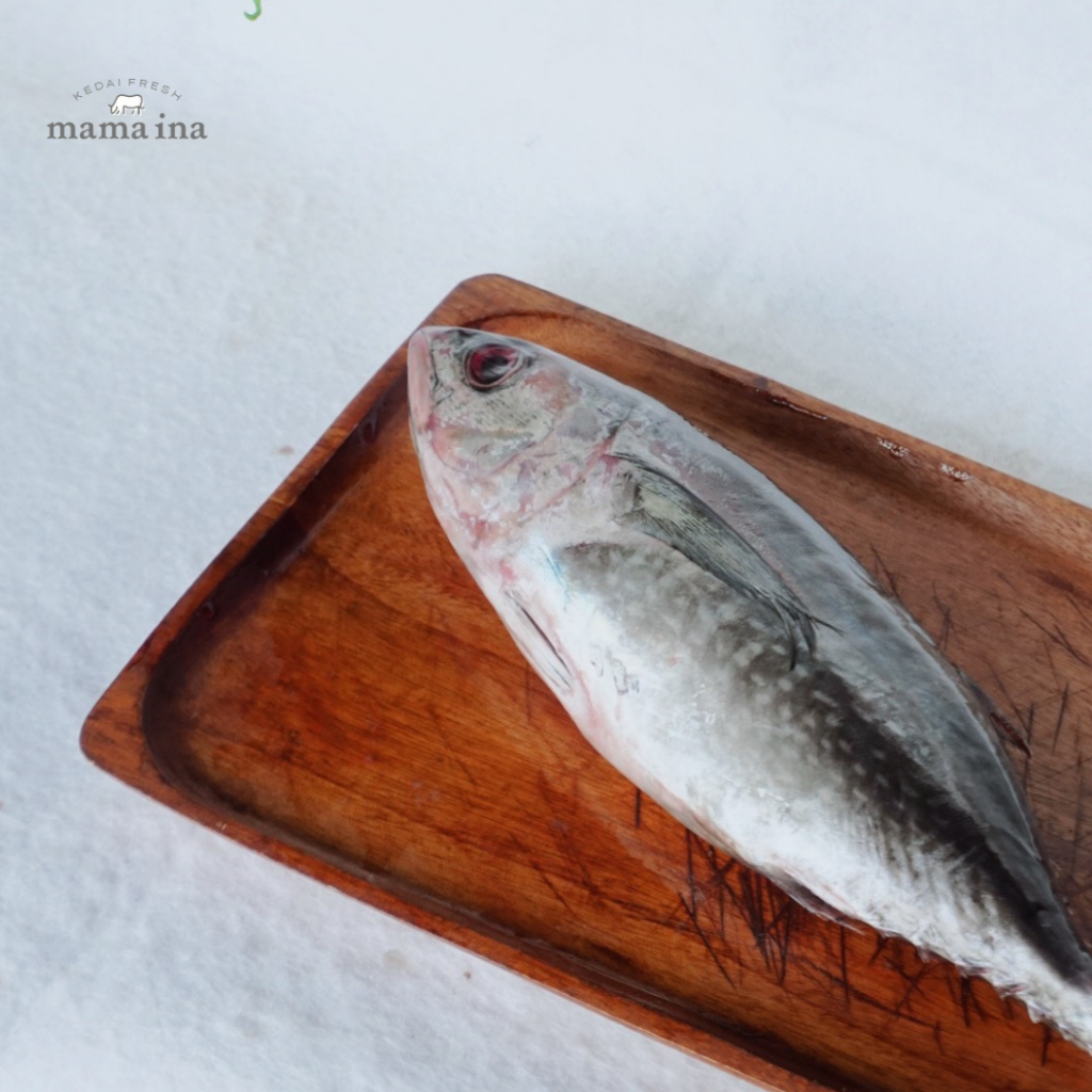 

Baby Tuna
