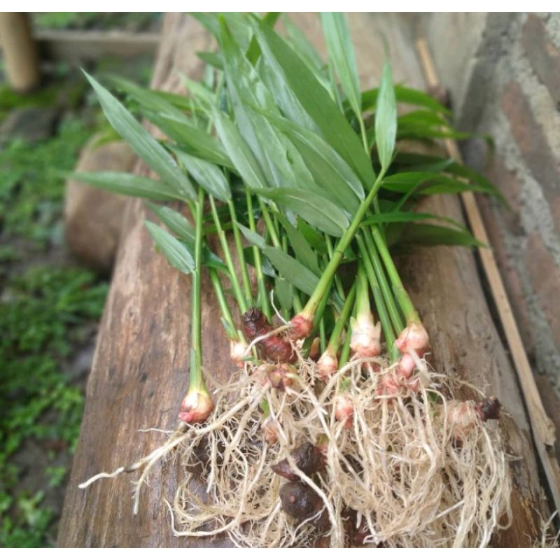 bibit jahe merah unggul