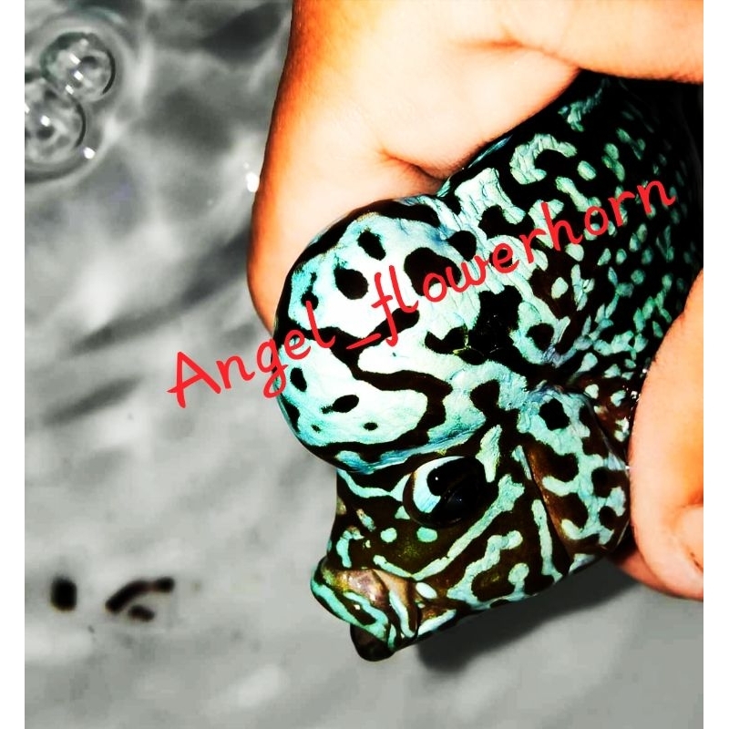 FLASH SALE MURAH | BURAYAK BLACK TIGER KAMFA GRADE VIP