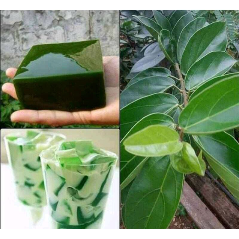 

daun cincau perdu 200 gram,daun kipanas obat panas dalam/daun cincau kipanas