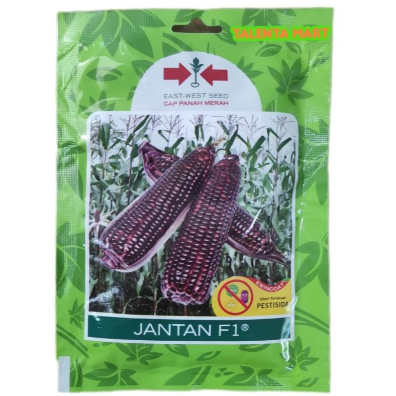 BENIH JAGUNG UNGU PULUT/KETAN JANTAN F1