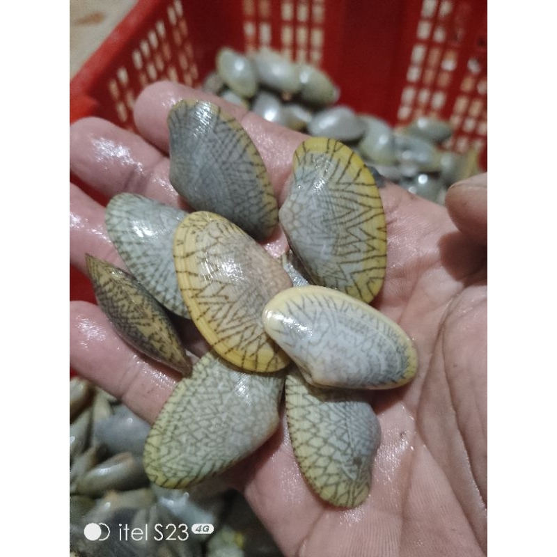 

kerang batik