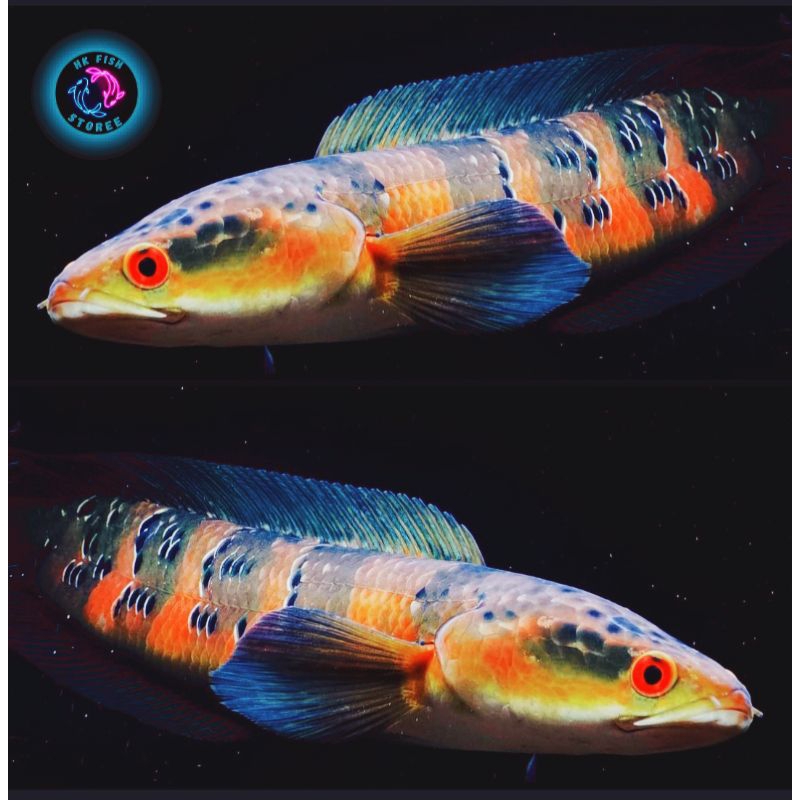 Maru red Barito grade UK 8-10 cm